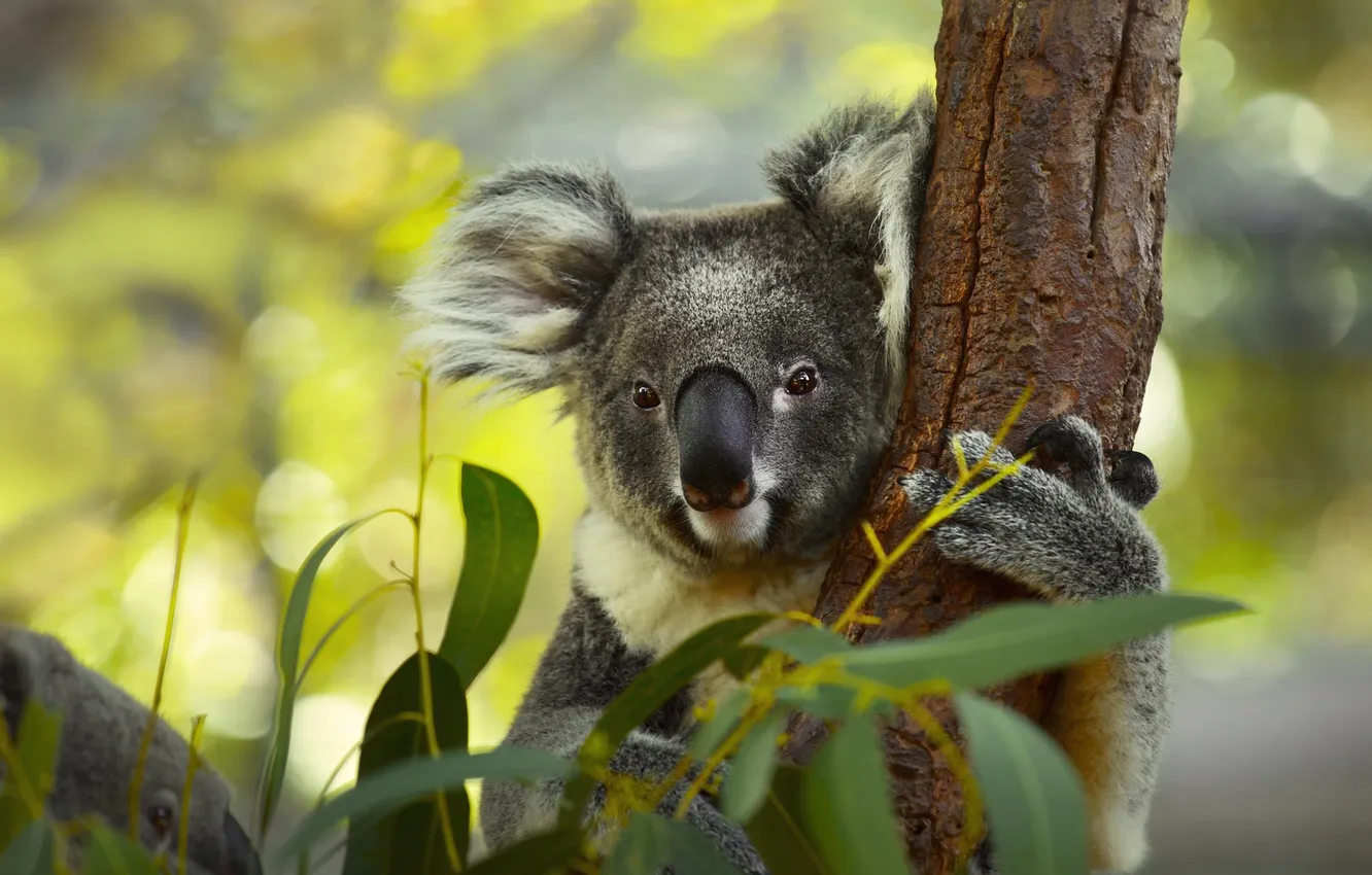 Photo wallpaper look, leaves, trees, branches, portrait, paws, face, bokeh