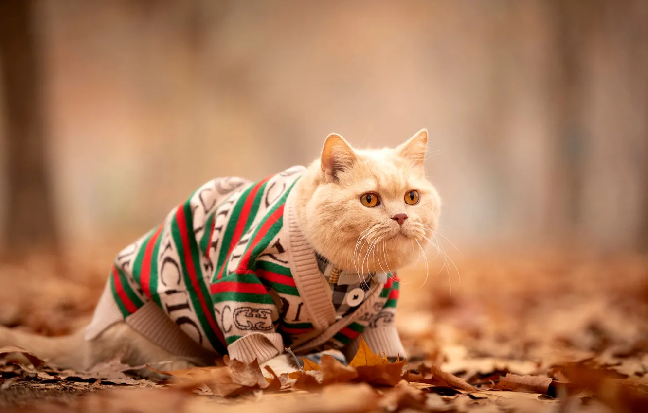 Photo wallpaper autumn, cat, cat, look, pose, Park, foliage, clothing