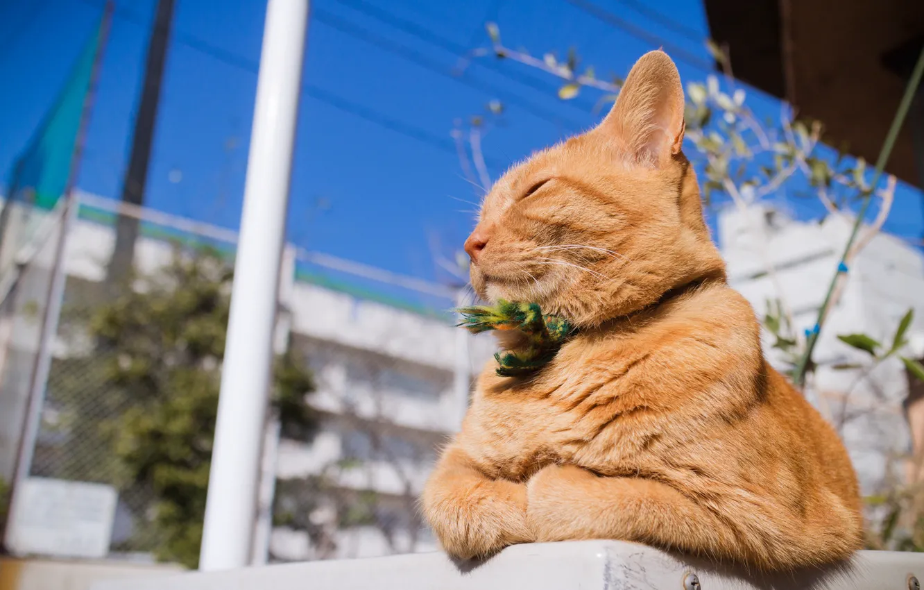 Photo wallpaper summer, cat, red
