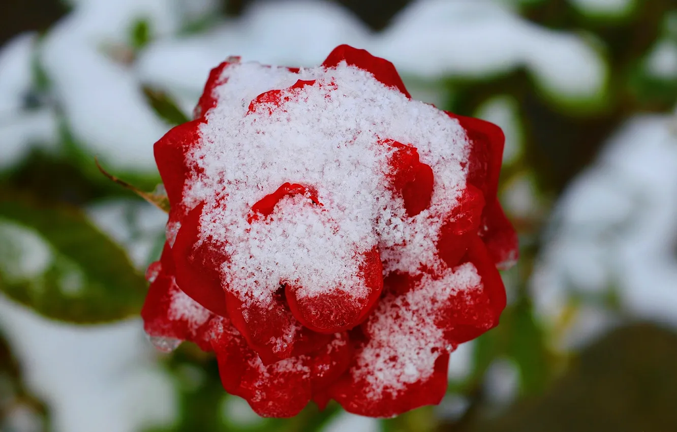 Photo wallpaper Winter, Snow, Winter, Snow, Red rose, Red rose