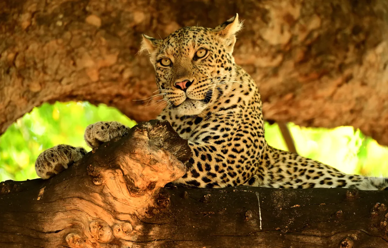 Photo wallpaper predator, leopard, wild cat