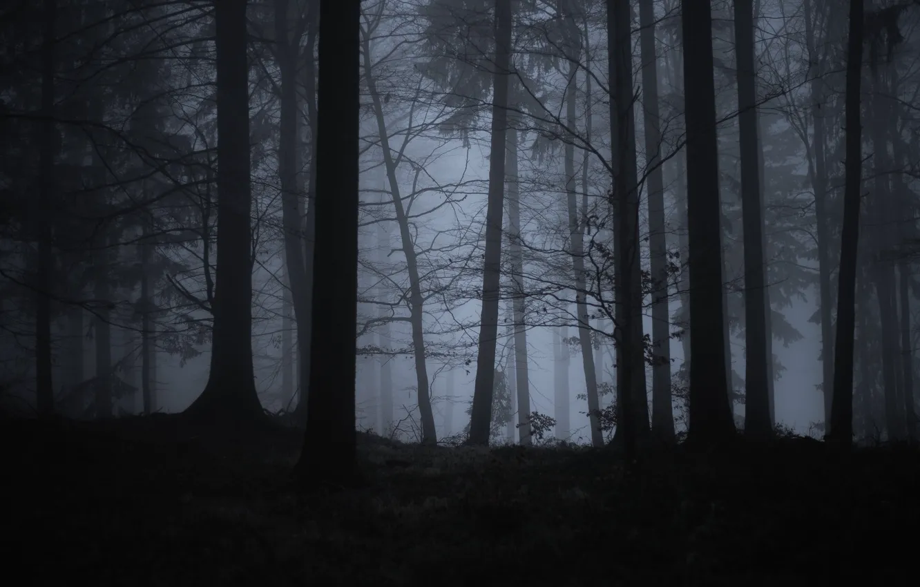 Photo wallpaper forest, trees, nature, fog, twilight, Filip Čaník