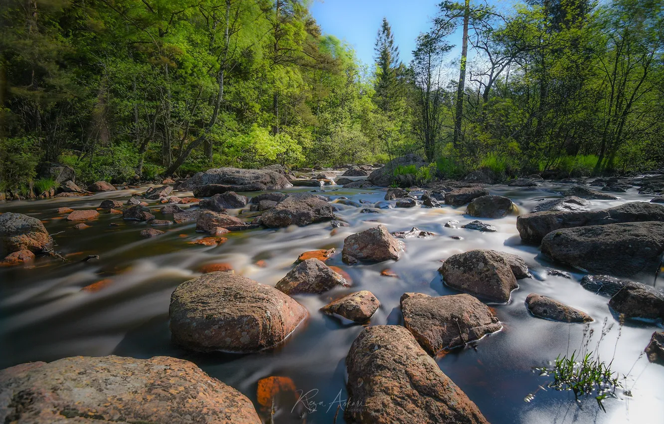 Photo wallpaper forest, trees, stream, stones