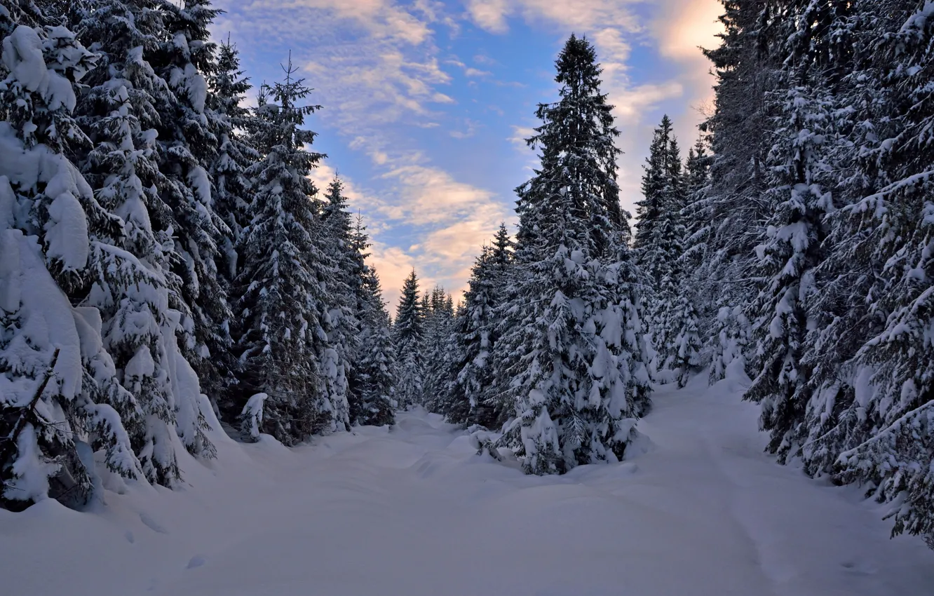 Photo wallpaper winter, forest, trees, sunset, frost, Norway, the snow, forest