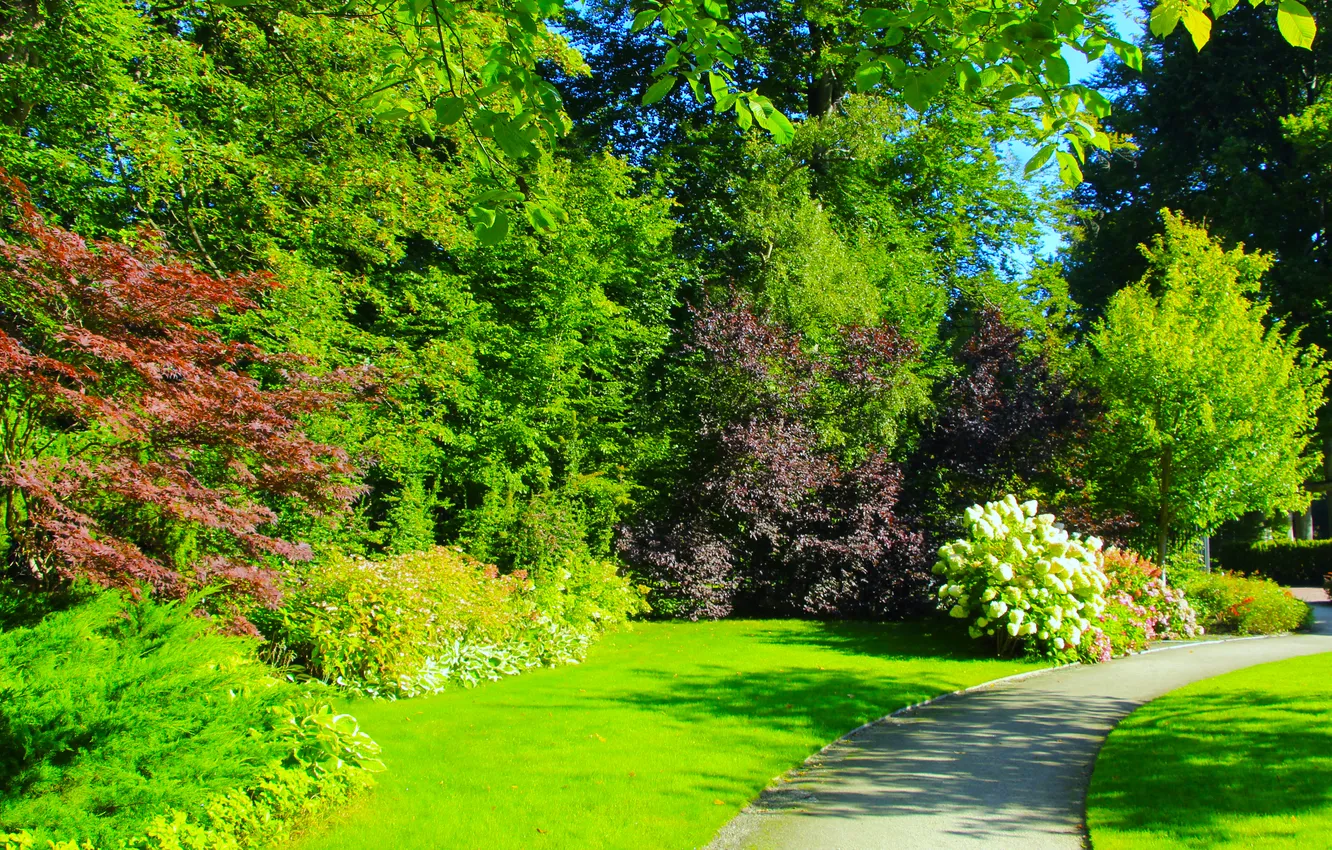 Photo wallpaper park, plants, alley