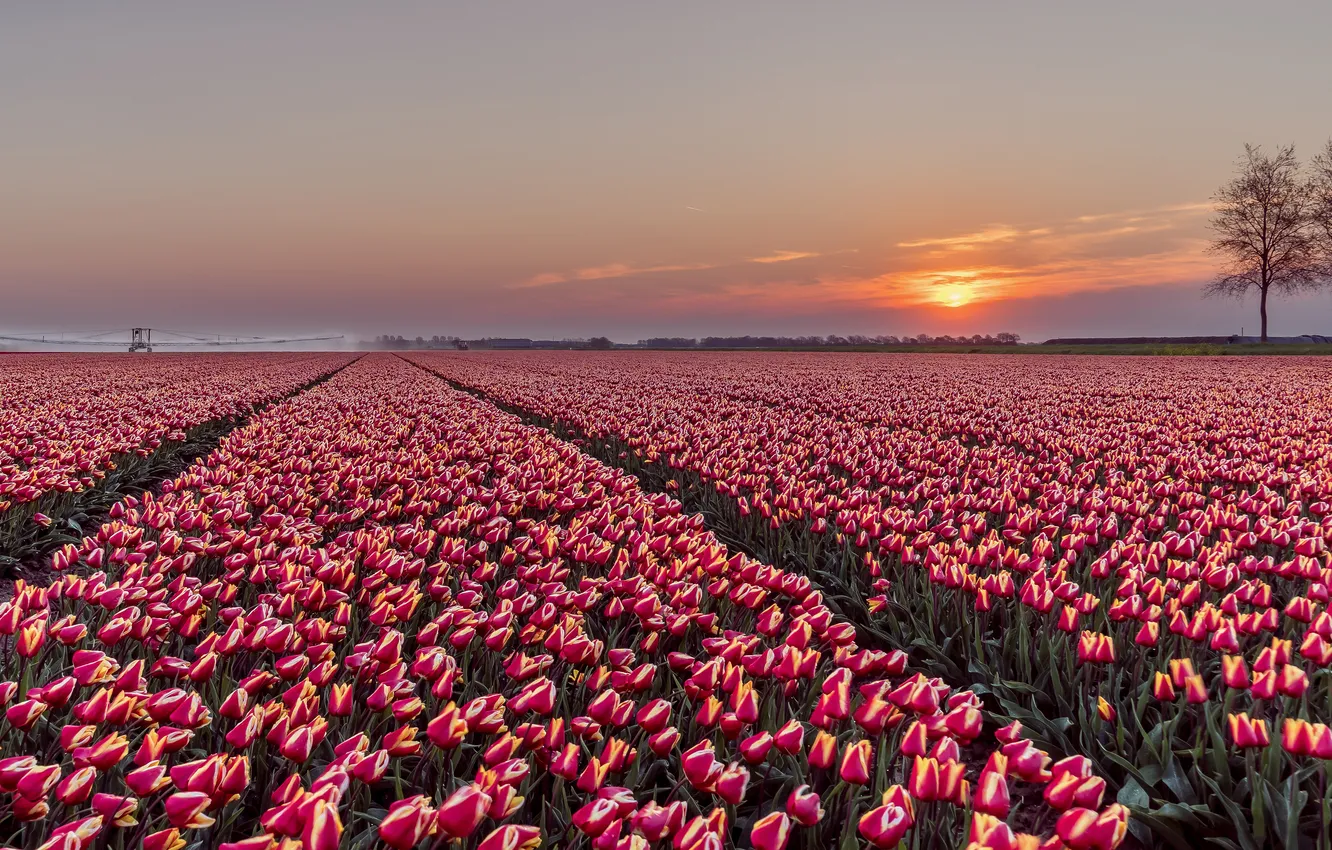 Photo wallpaper spring, plantation, field, tulips