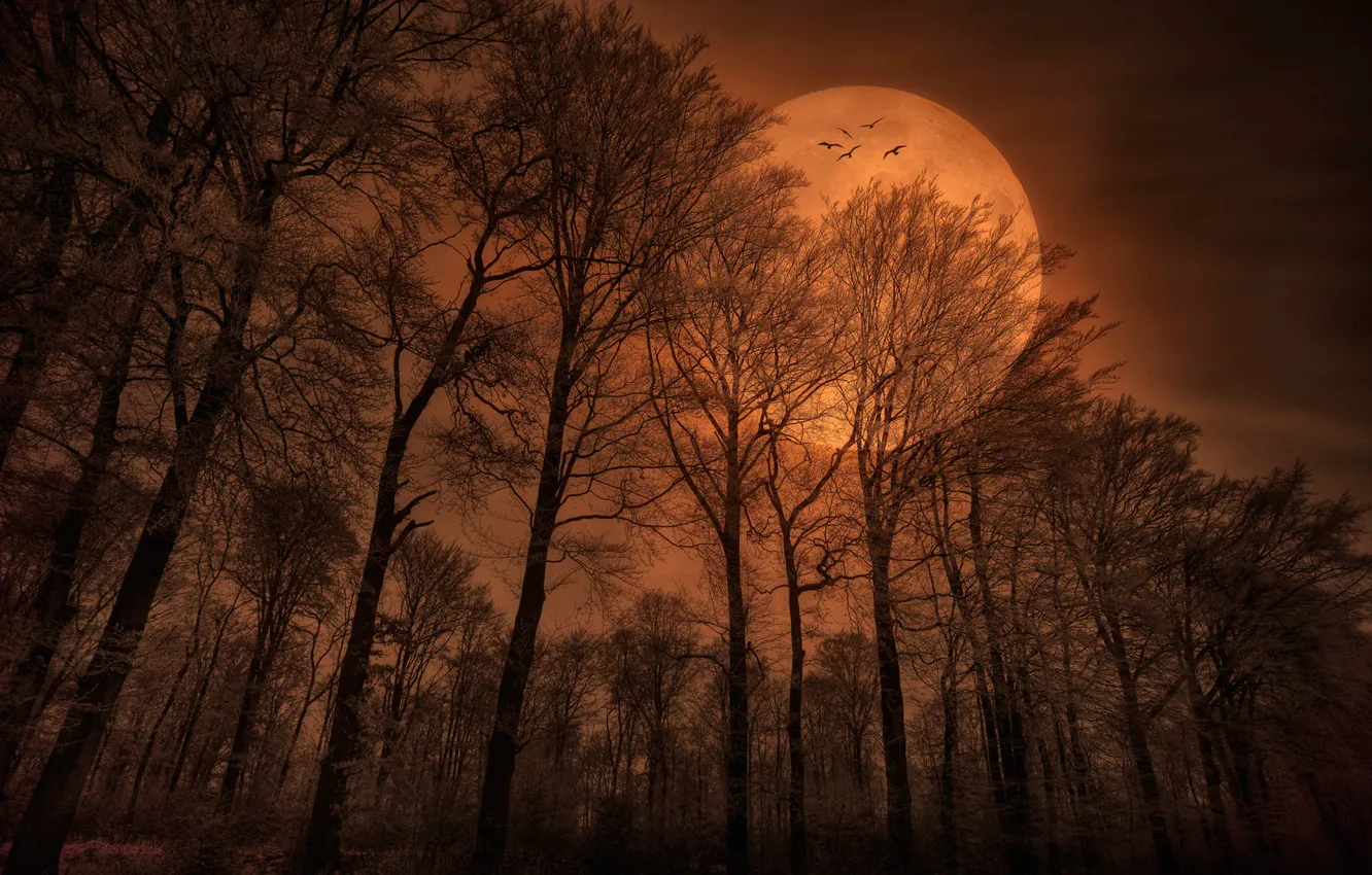 Photo wallpaper forest, birds, nature, the moon, the evening