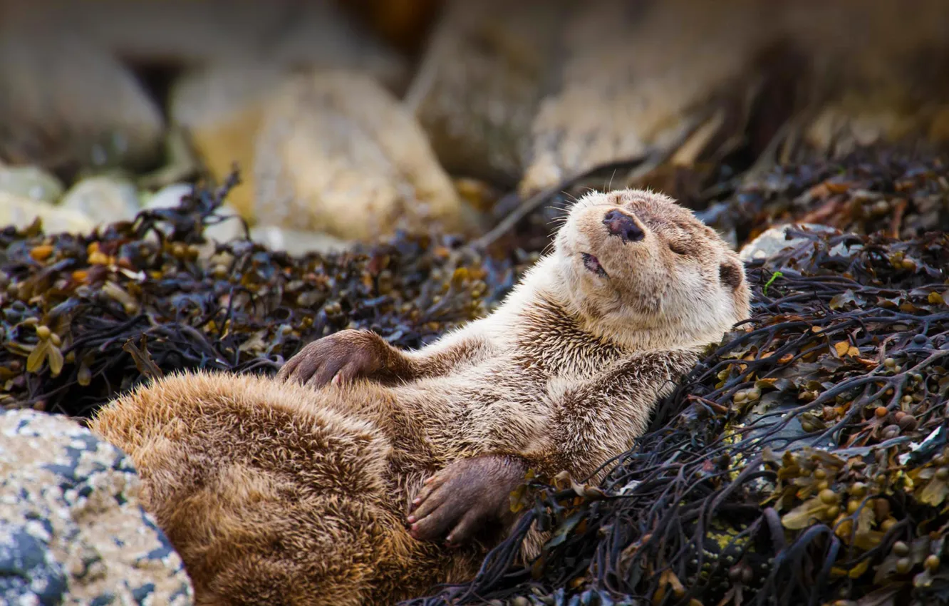 Photo wallpaper nature, Scotland, otter