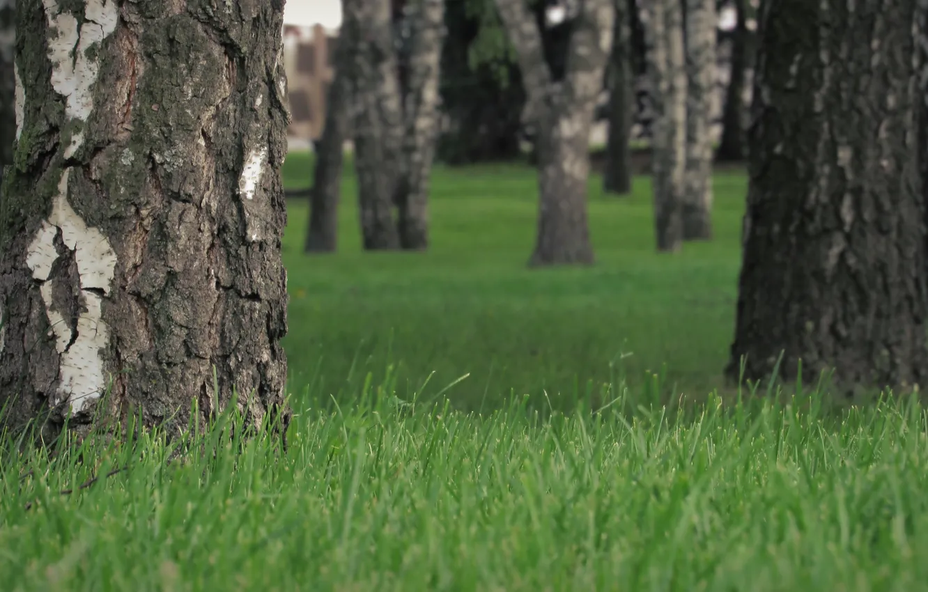 Photo wallpaper grass, nature, tree, birch, bokeh