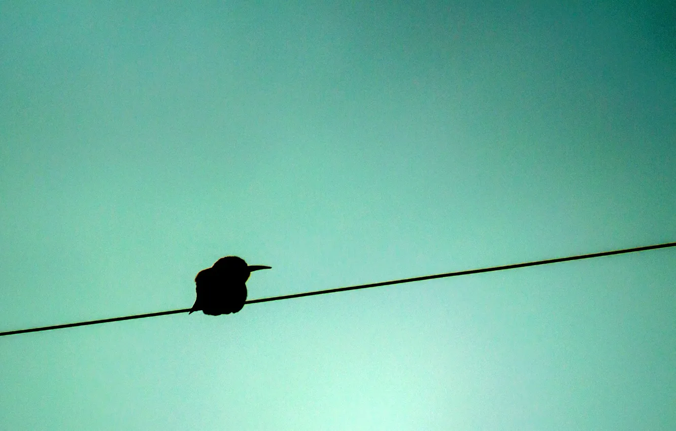 Photo wallpaper blue, background, bird, shadow, silhouette, wire, peeled, cheloeka