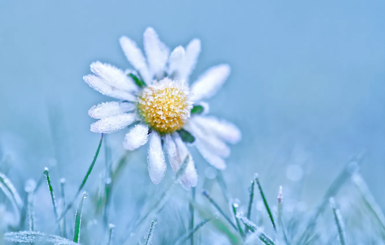 Photo wallpaper frost, nature, chamomile