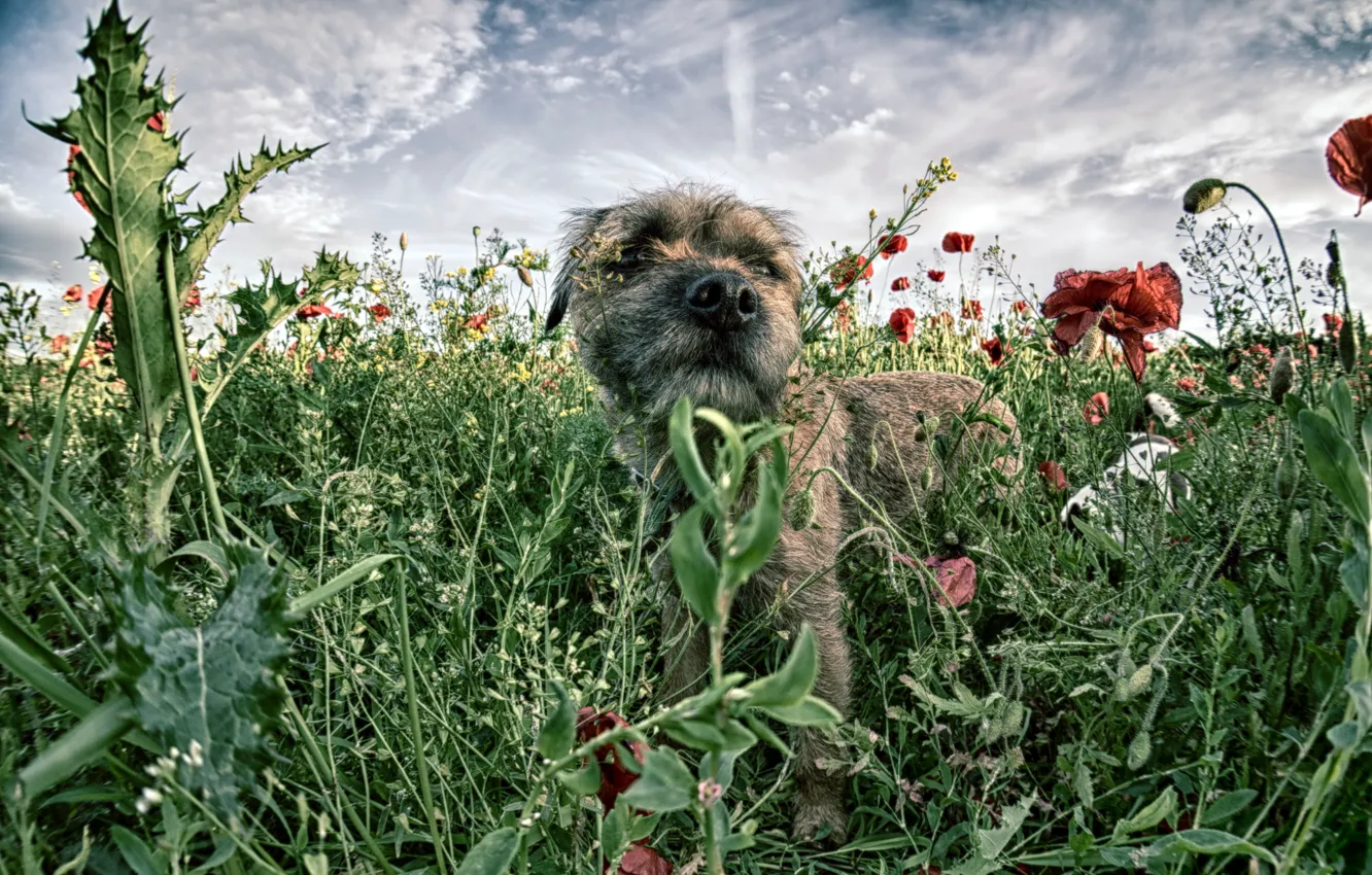 Photo wallpaper field, Maki, dog