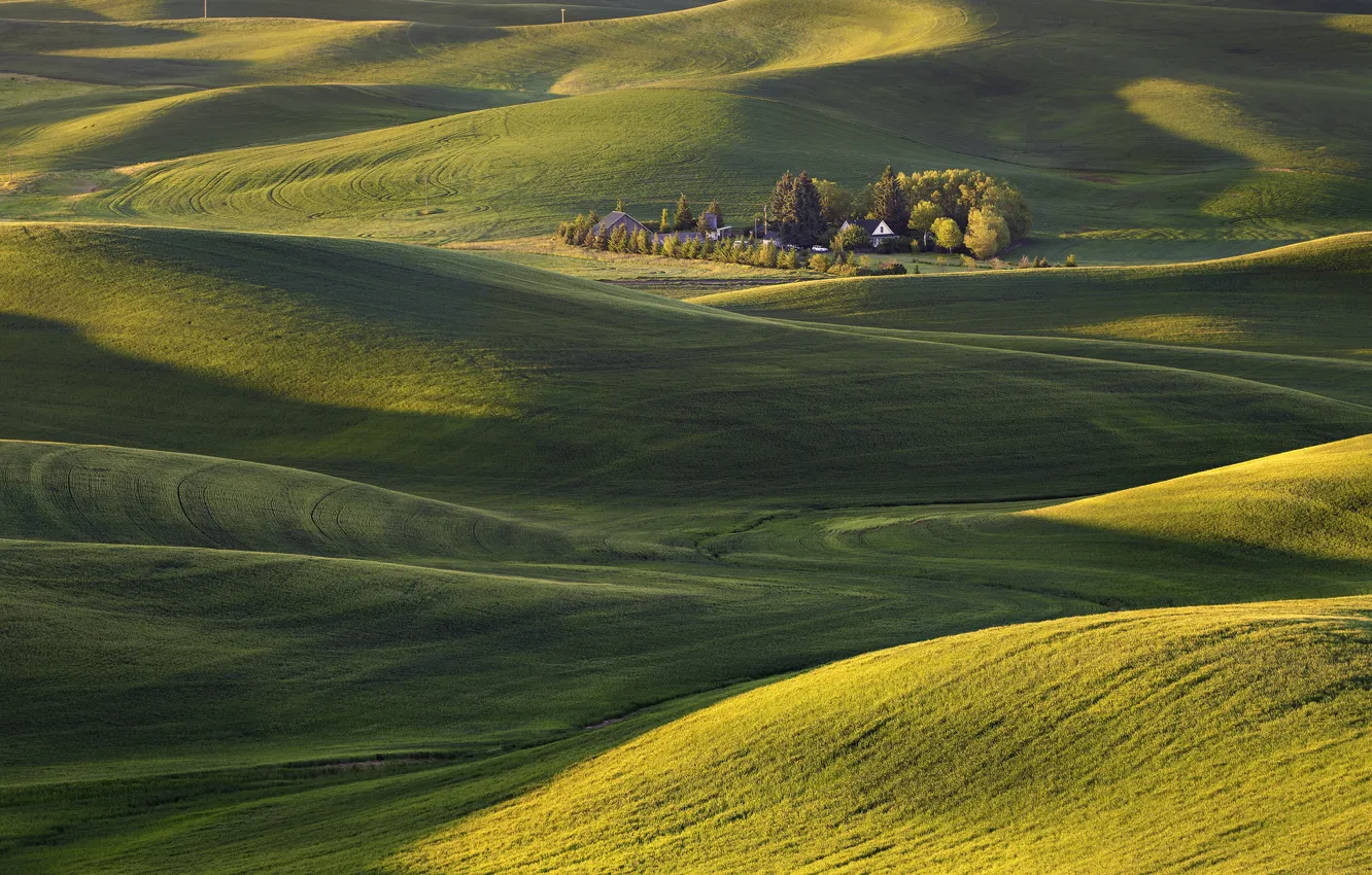 Photo wallpaper field, grass, trees, hills, carpet, morning, USA, Washington