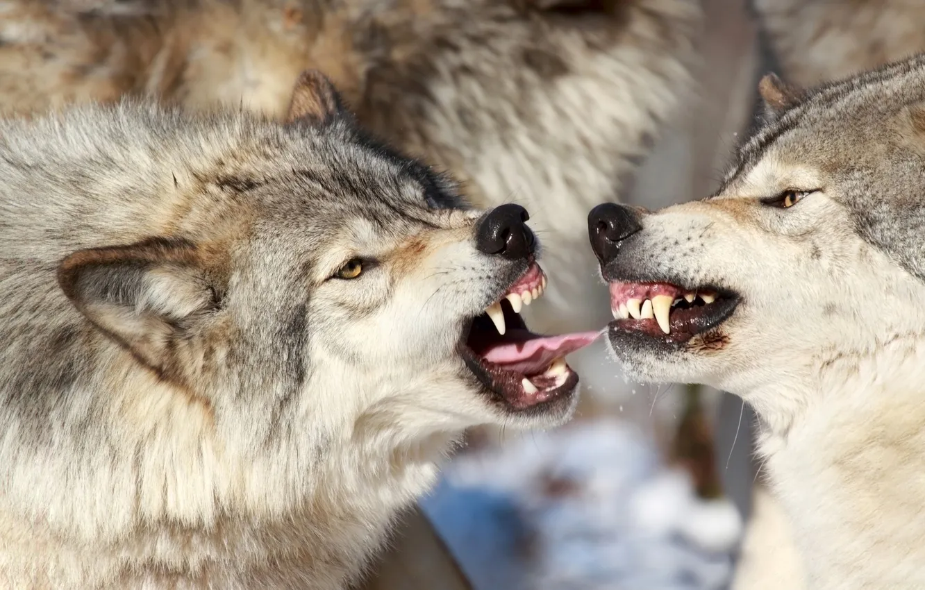 Photo wallpaper winter, language, look, snow, nature, pose, anger, wolf