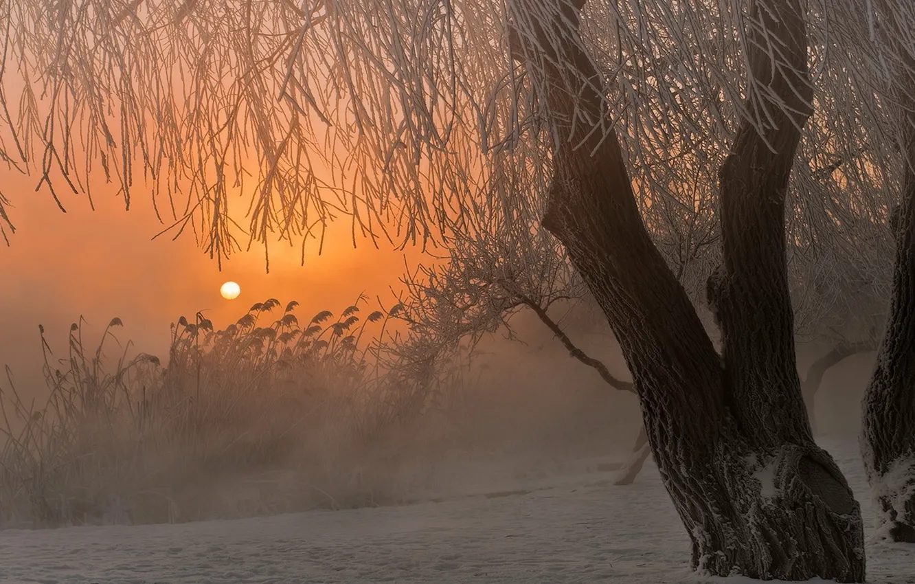 Photo wallpaper winter, snow, trees, fog, sunrise