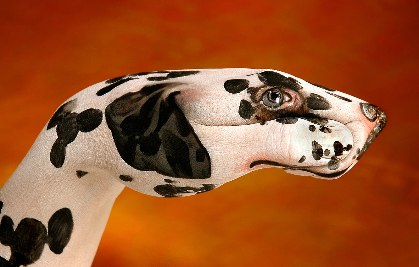 Photo wallpaper creative, Wallpaper, dog, hands, artist, Dalmatians, fingers, wallpapers