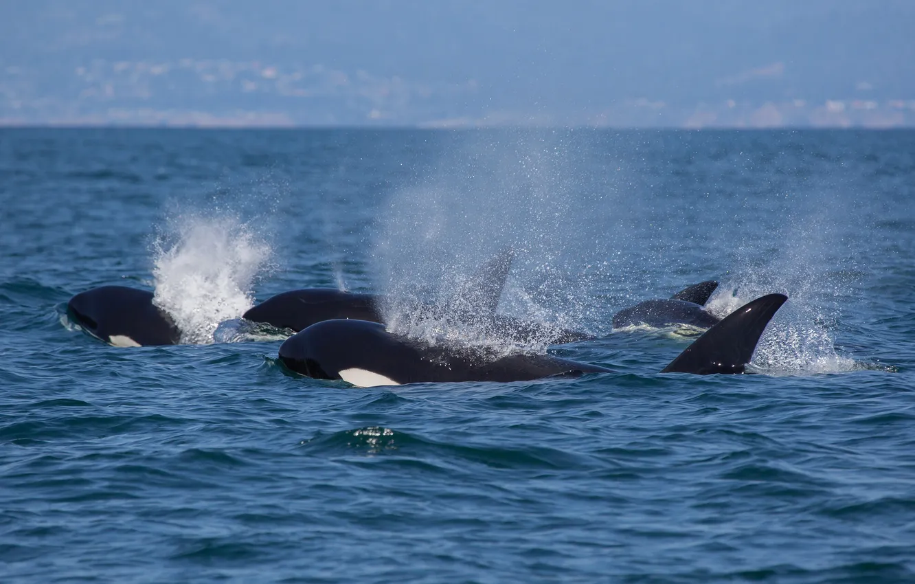 Photo wallpaper sea, the sky, kit, dolphins, mammal, orca