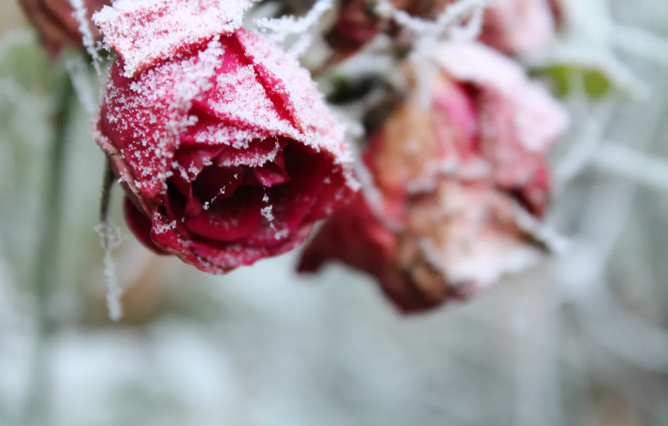 Photo wallpaper frost, snow, flowers, roses, petals