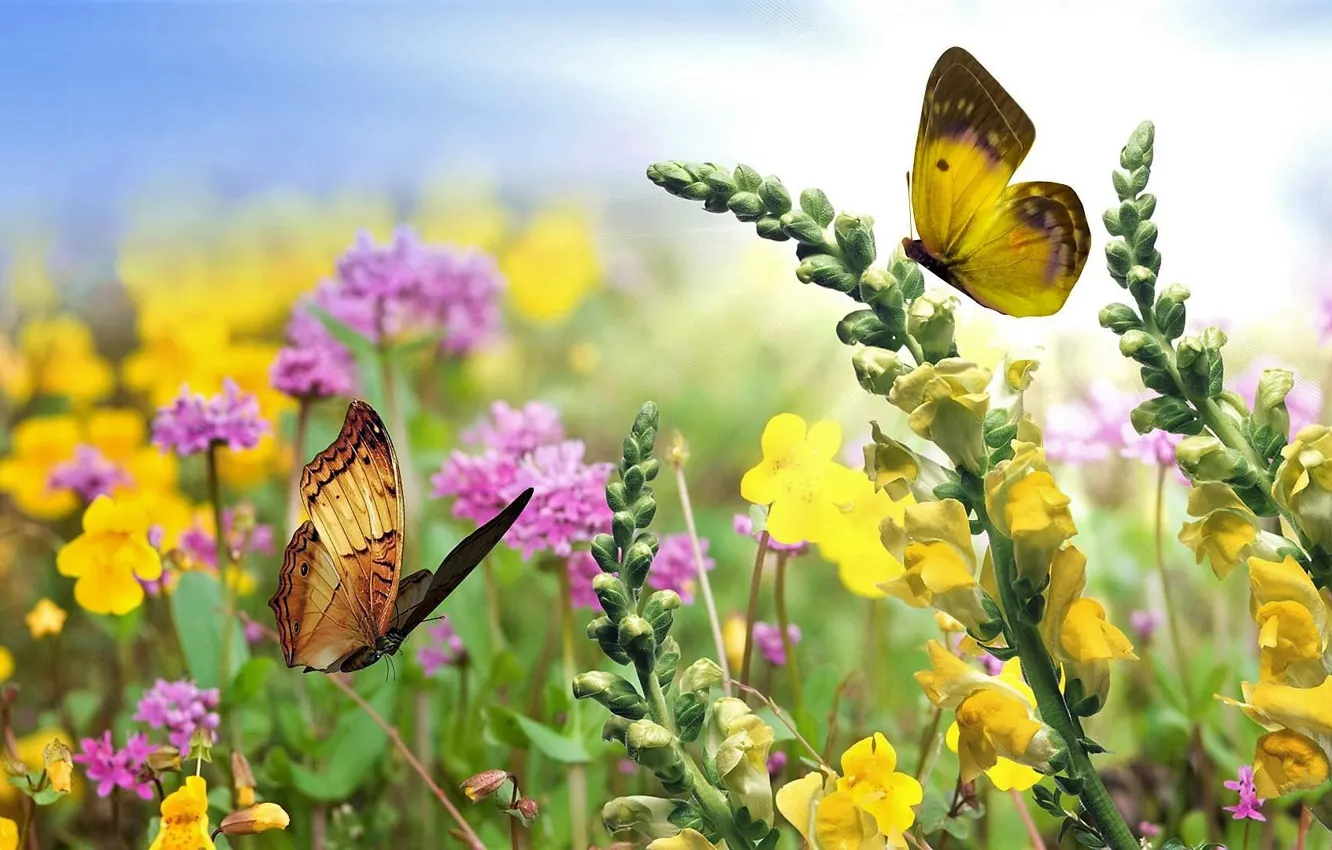 Photo wallpaper colorful, nature, flowers, beauty, butterflies