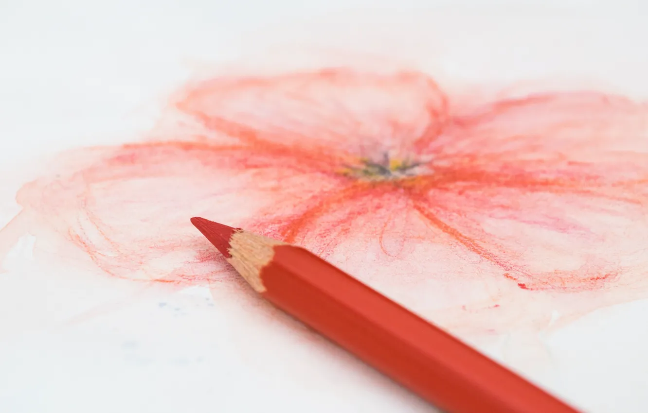 Photo wallpaper red, flower, colored pencil
