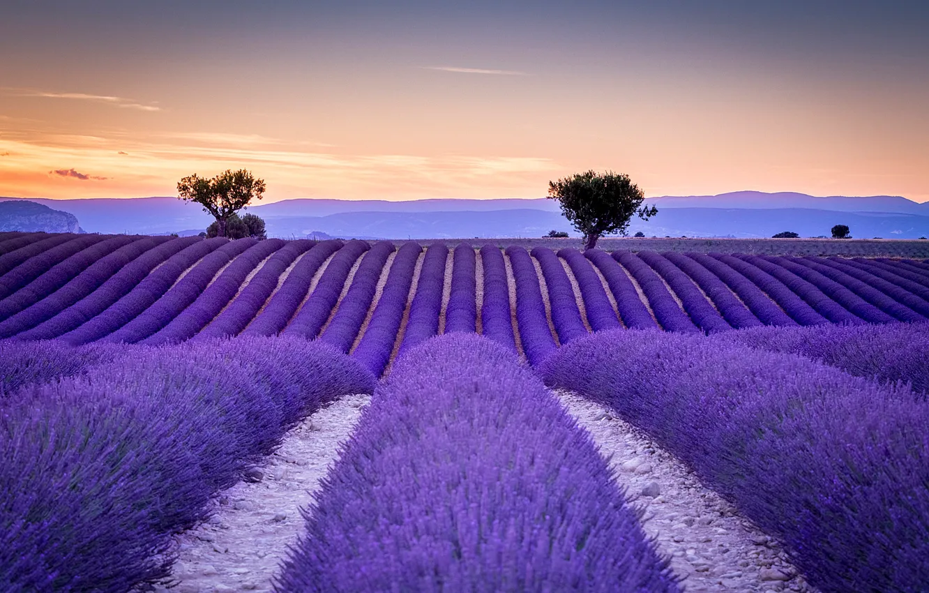 Photo wallpaper field, France, a number, lavender, Provence