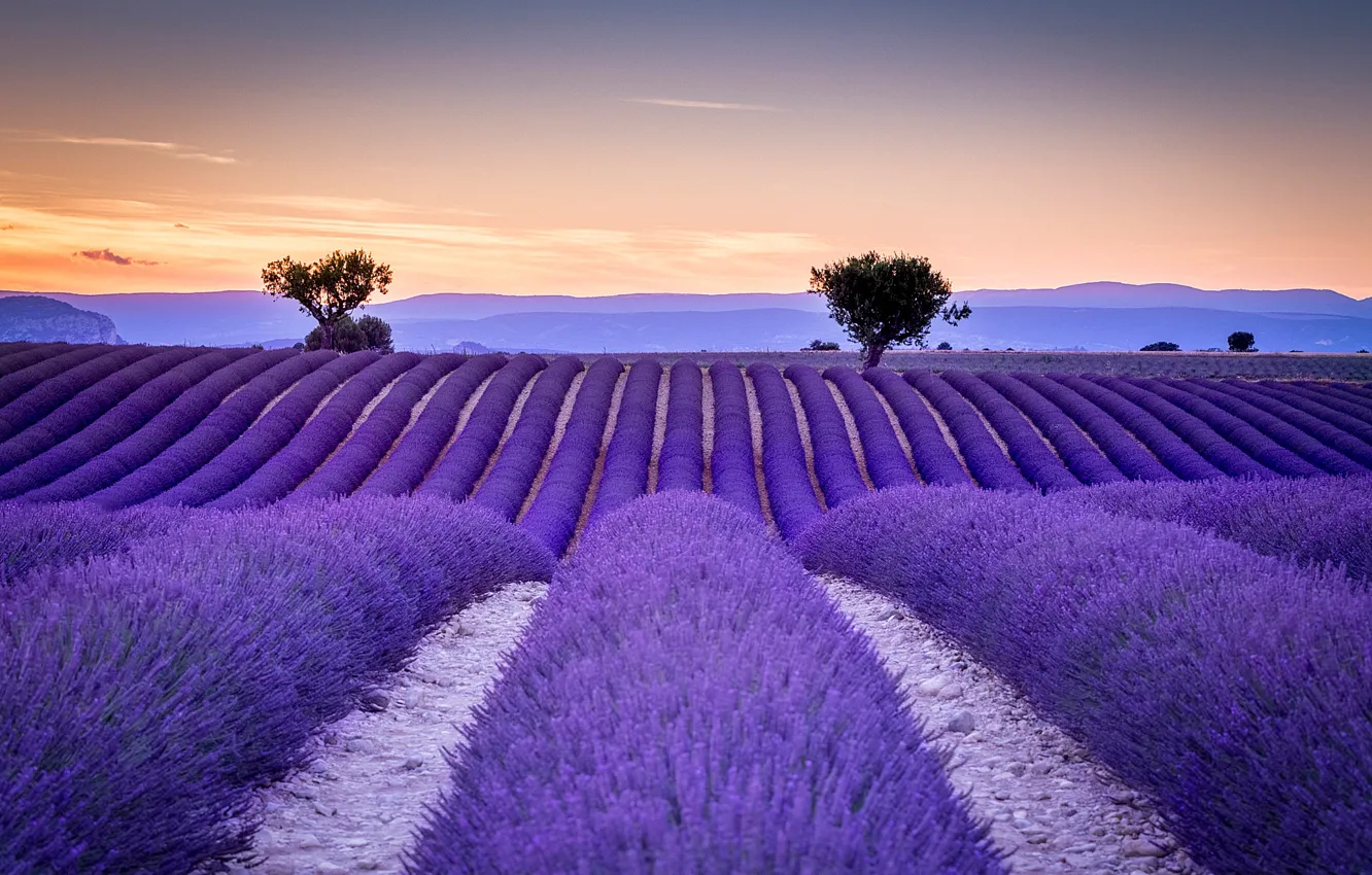 Photo wallpaper field, France, the ranks, lavender, Provence