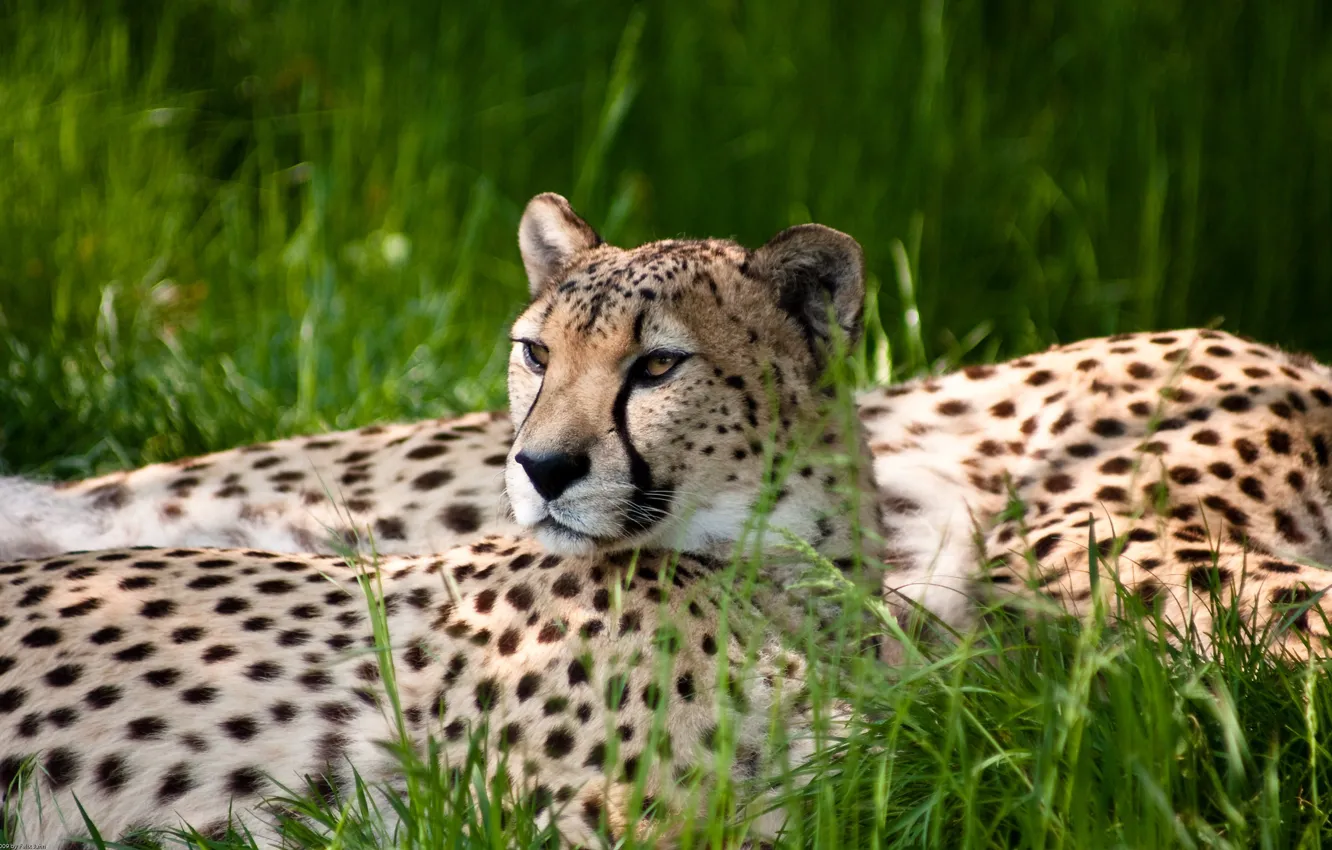 Photo wallpaper grass, Cheetah