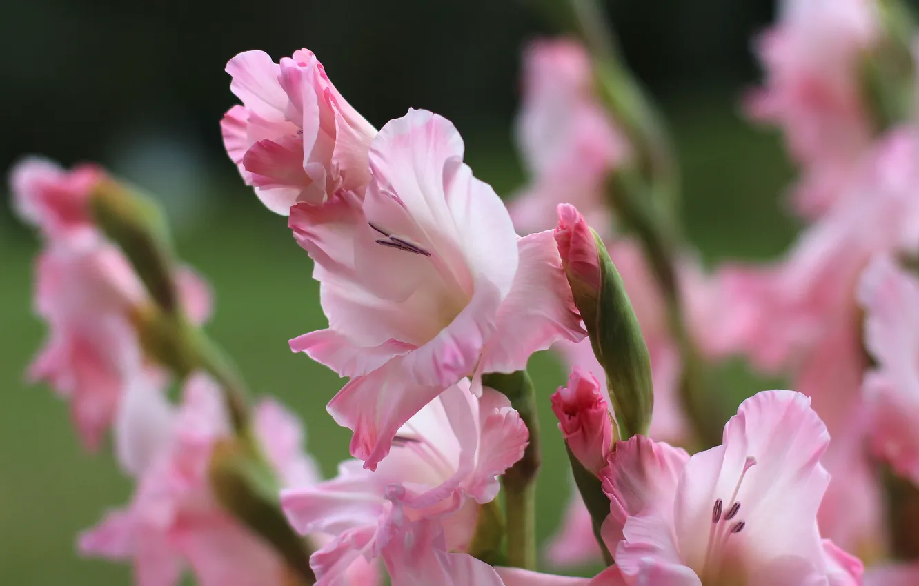 Photo wallpaper macro, pink, gladiolus