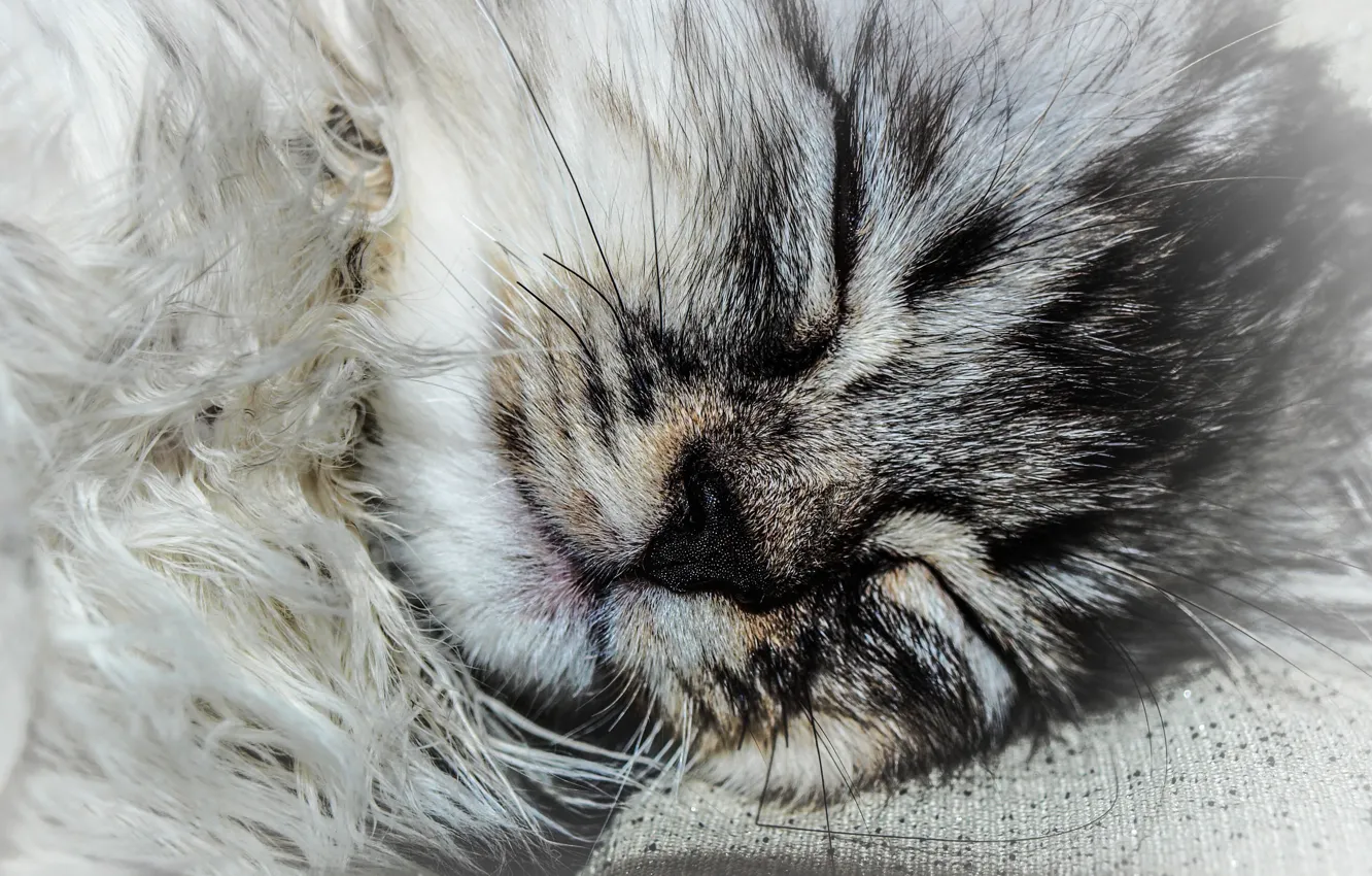 Photo wallpaper cat, grey, Fluff
