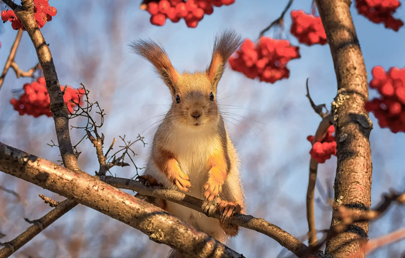 Photo wallpaper trees, branches, berries, protein, muzzle, ears, Rowan, Marina Mochalova