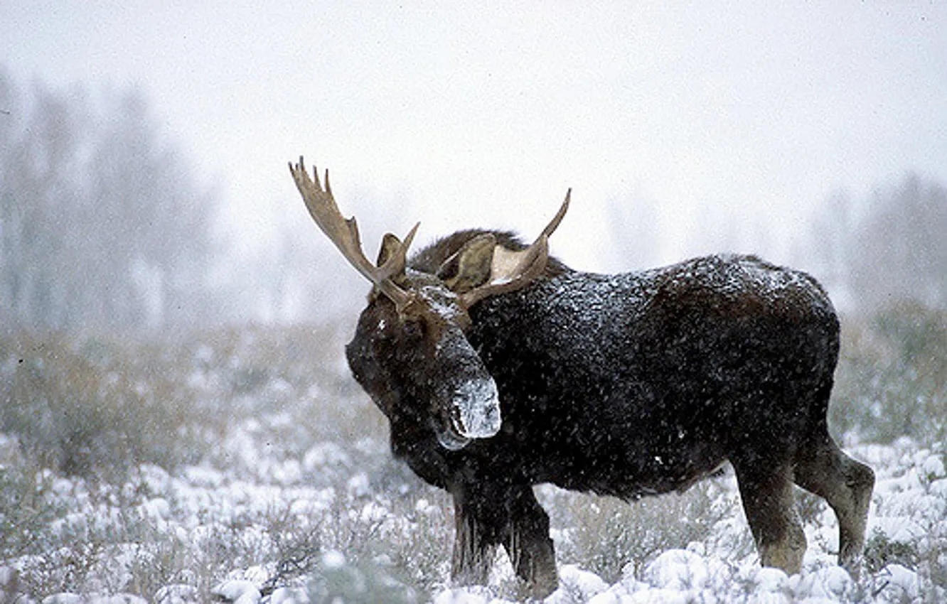 Photo wallpaper animal, North America, Moose, Elk