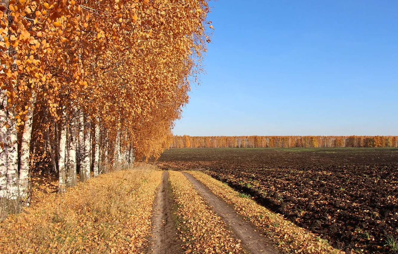 Photo wallpaper road, field, autumn, birch