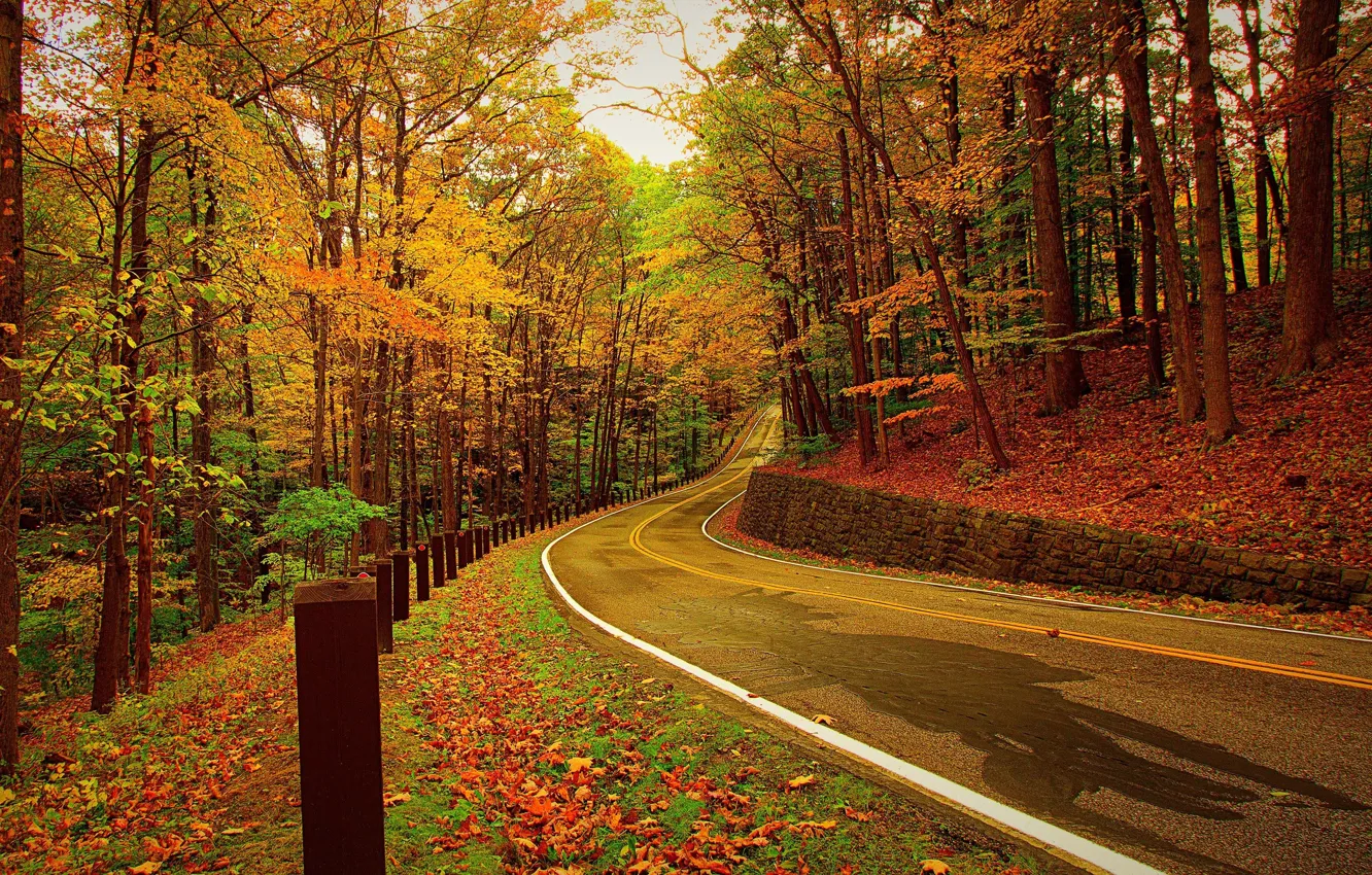 Photo wallpaper road, autumn, forest, leaves, trees, nature, photo