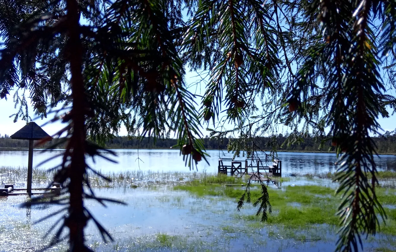 Photo wallpaper forest, the sky, water, lake, Belarus