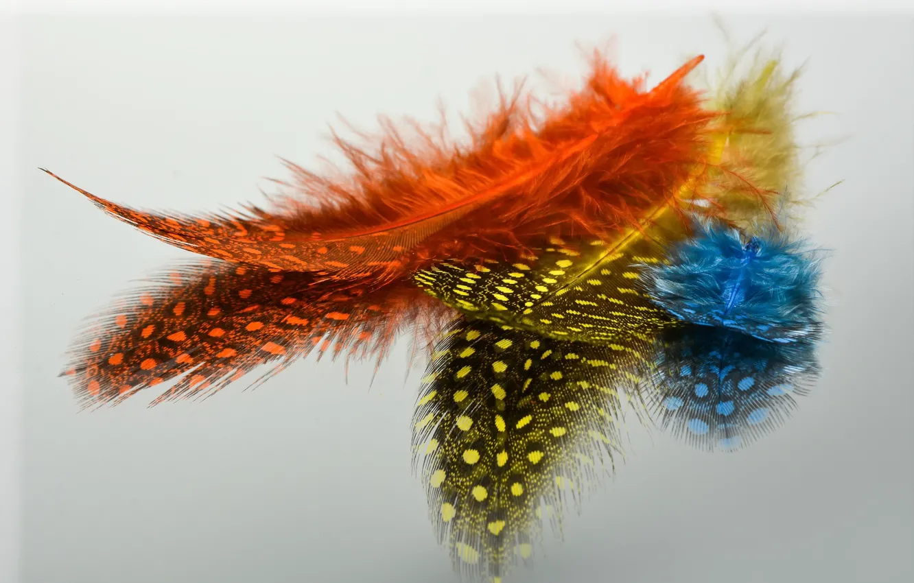 Photo wallpaper background, color, feathers