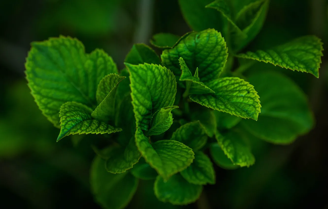 Photo wallpaper leaves, nature, plant