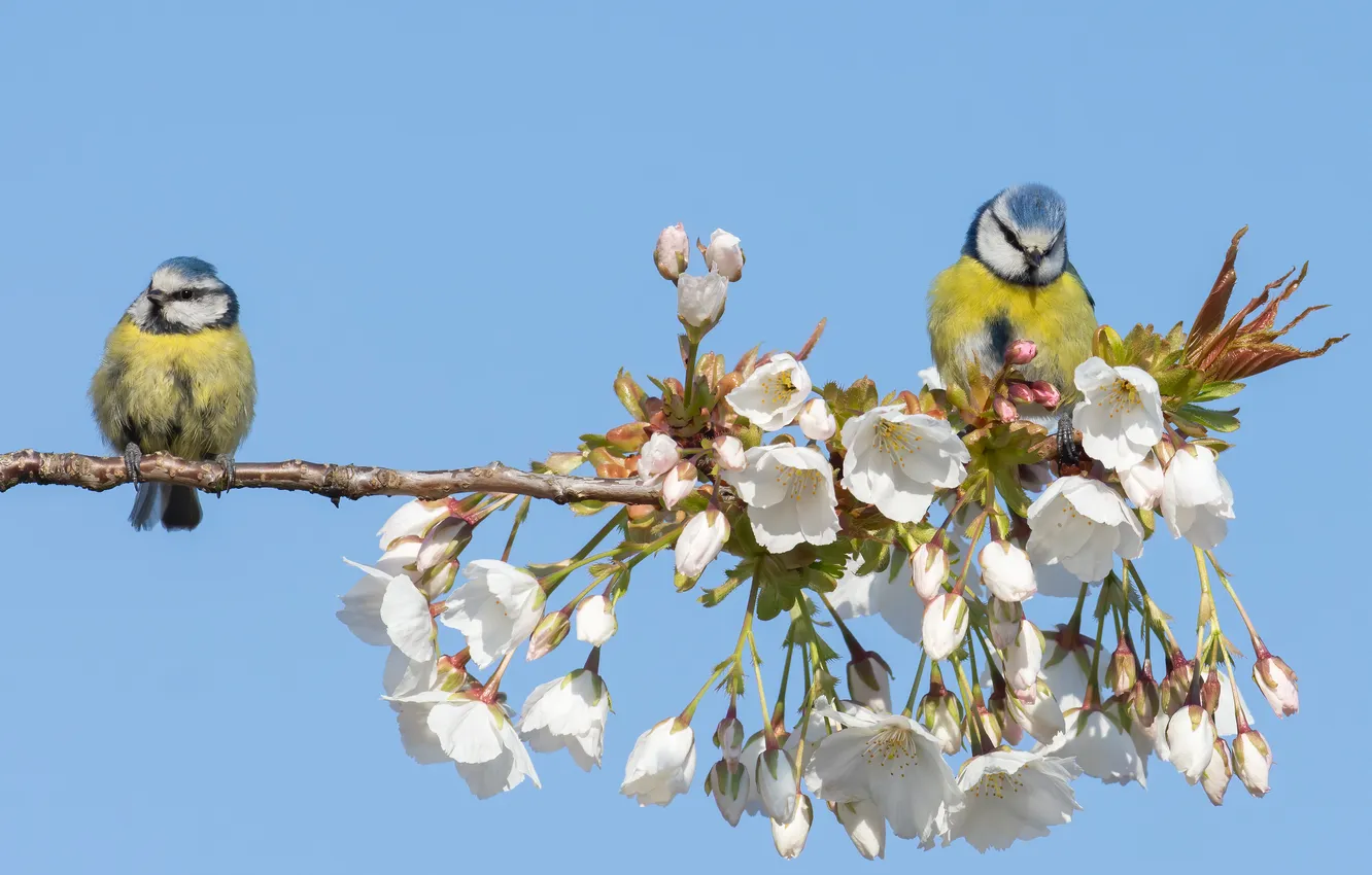 Photo wallpaper the sky, flowers, branches, cherry, spring, tit