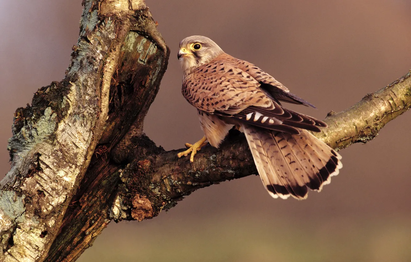 Photo wallpaper tree, bird, branch, feathers, beak, tail, Falcon, sitting