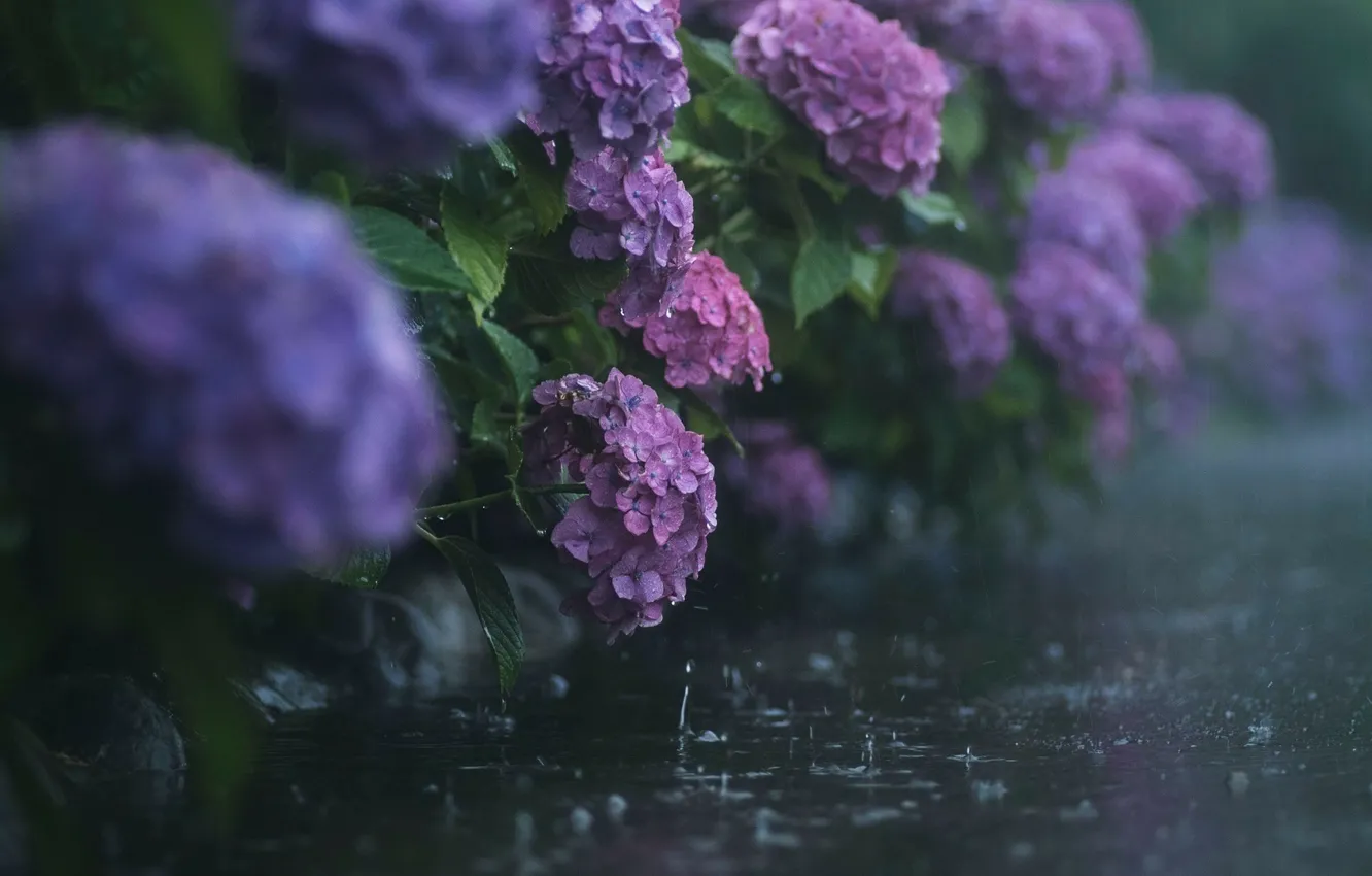 Photo wallpaper rain, Flowers, hydrangea
