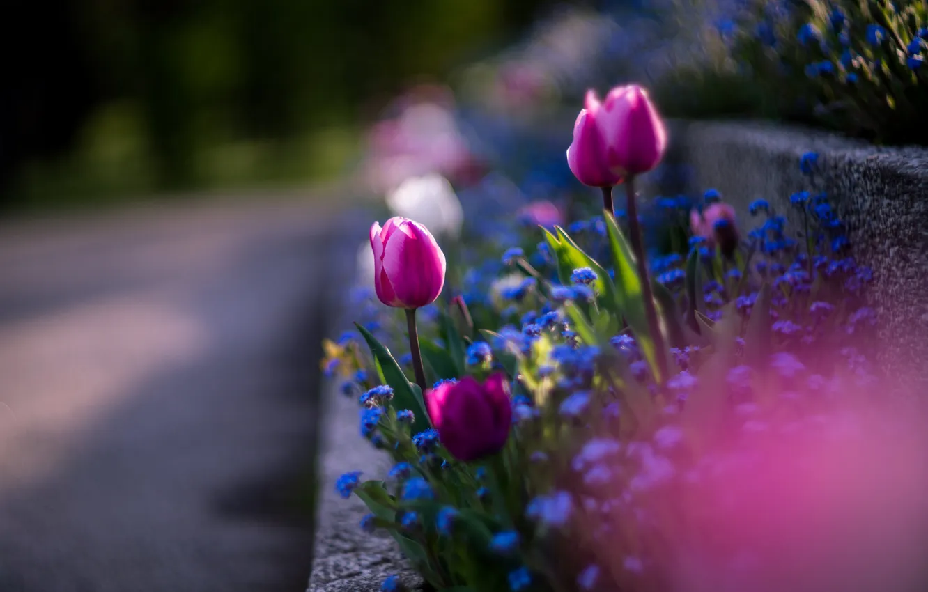 Photo wallpaper flowers, spring, tulips