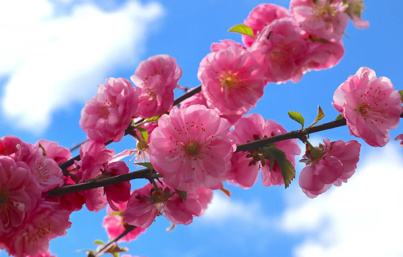 Photo wallpaper the sky, clouds, flowers, branch, spring, Sakura, pink, flowering