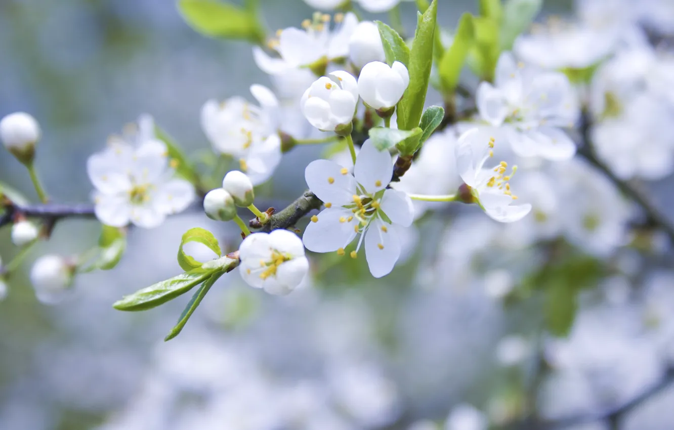 Photo wallpaper macro, flowers, branches, nature, spring, petals, white, Apple