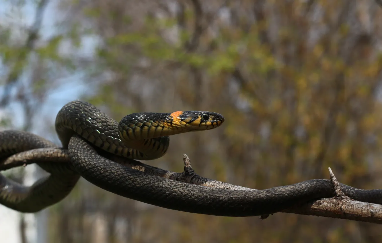 Photo wallpaper nature, animal, snake