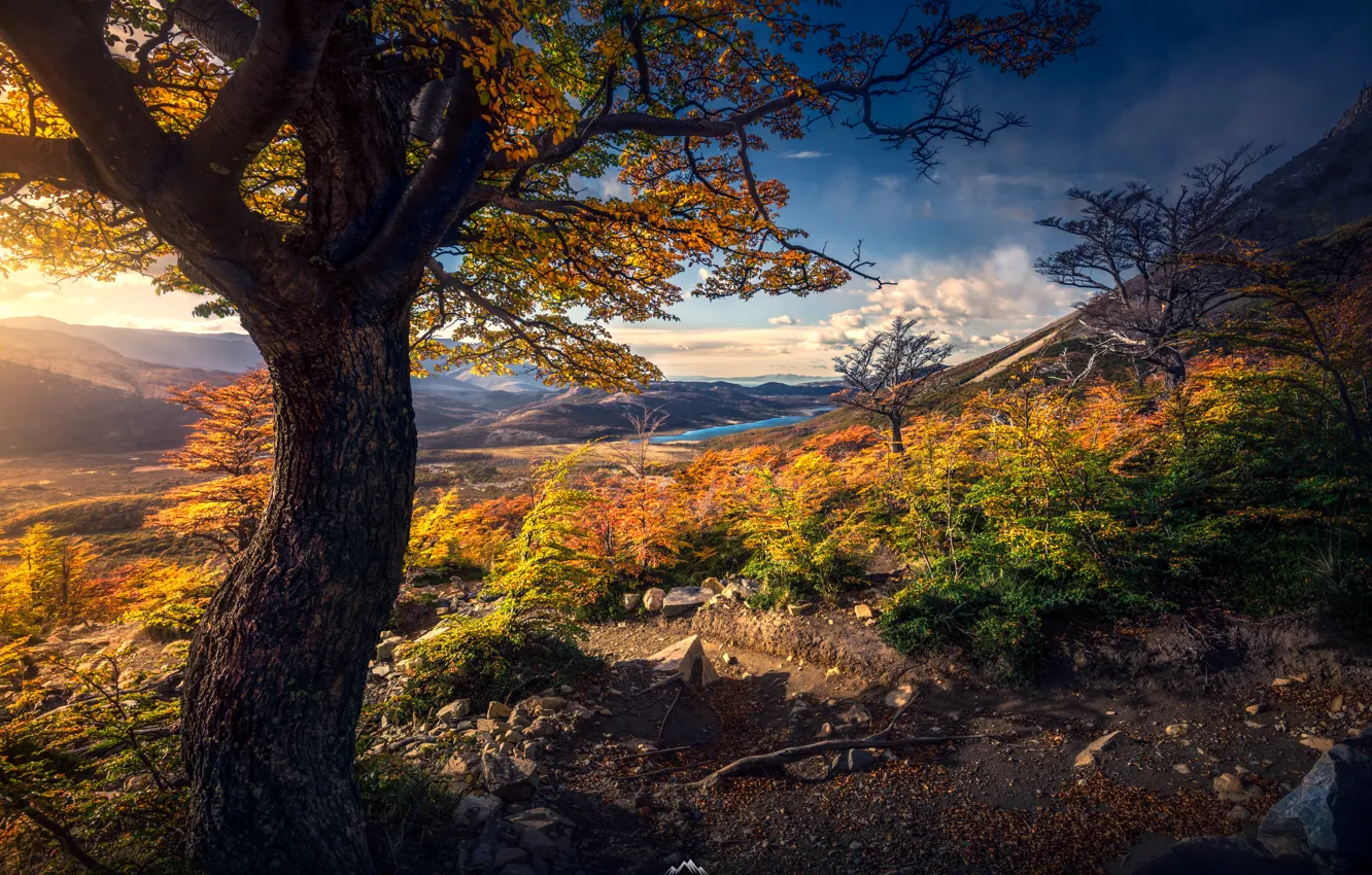 Photo wallpaper autumn, trees, landscape, mountains, nature, vegetation, Argentina, Patagonia