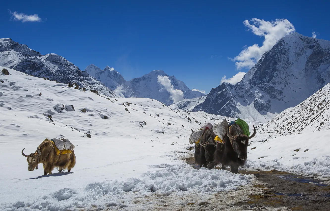 Photo wallpaper animals, the sun, snow, mountains, bulls, The Himalayas