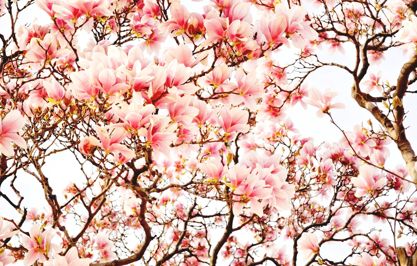 Photo wallpaper trees, flowers, spring, Magnolia