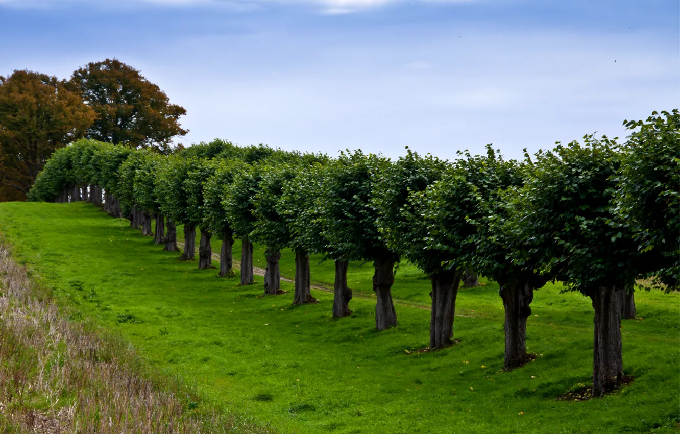 Photo wallpaper grass, trees, glade, Germany, a number, alley, path