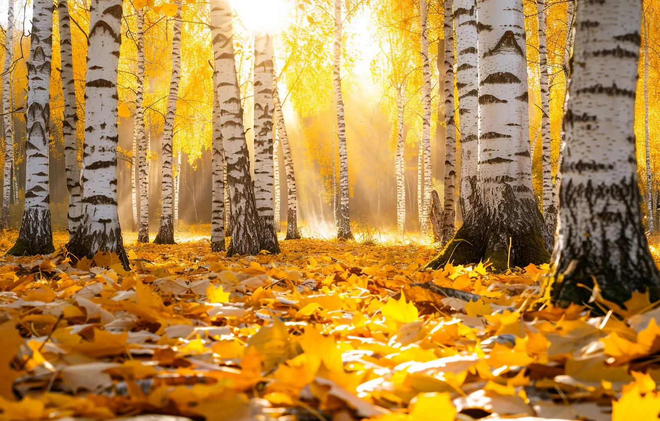 Photo wallpaper autumn, rays, trees, yellow, glade, foliage, trunk, falling leaves