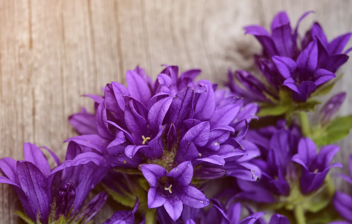 Photo wallpaper flowers, background, purple, Board, bells, lilac, blurred