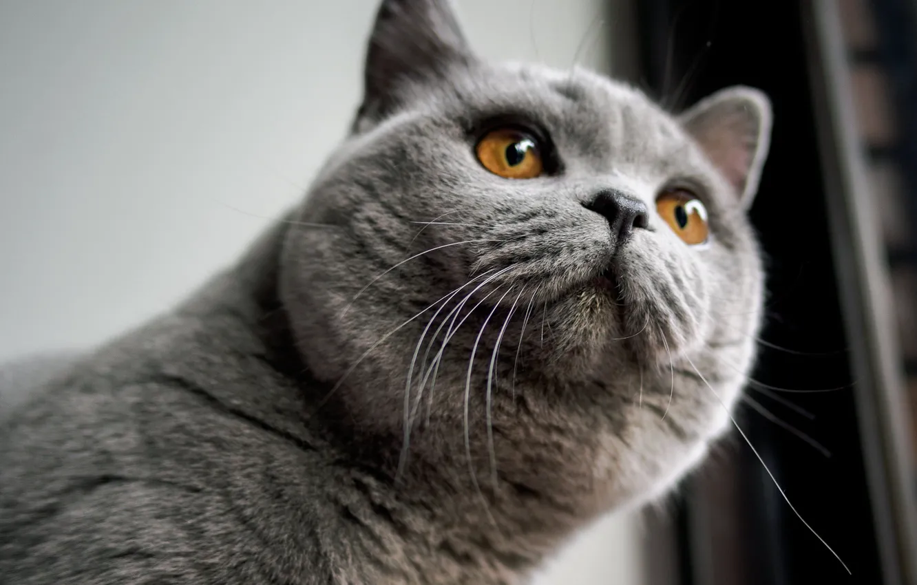 Photo wallpaper cat, cat, look, pose, face